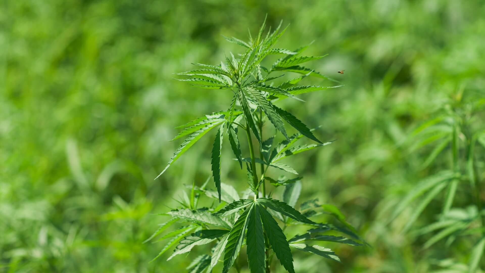 marijuana and hemp