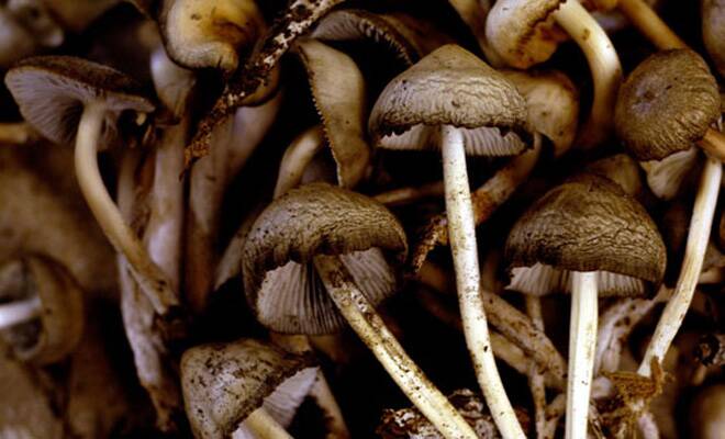 mail order magic mushrooms